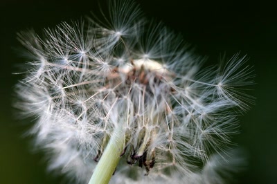 Œuvre de rami68: Boule duveteuse de pissenlit (7)