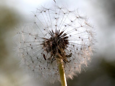 Œuvre de rami68: Boule duveteuse de pissenlit (5)