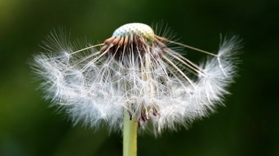 Œuvre de rami68: Boule duveteuse de pissenlit (6)
