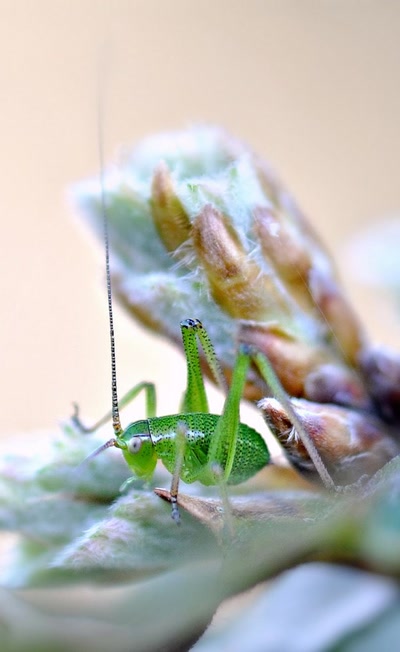 Œuvre de tetedelinotte: éclosion