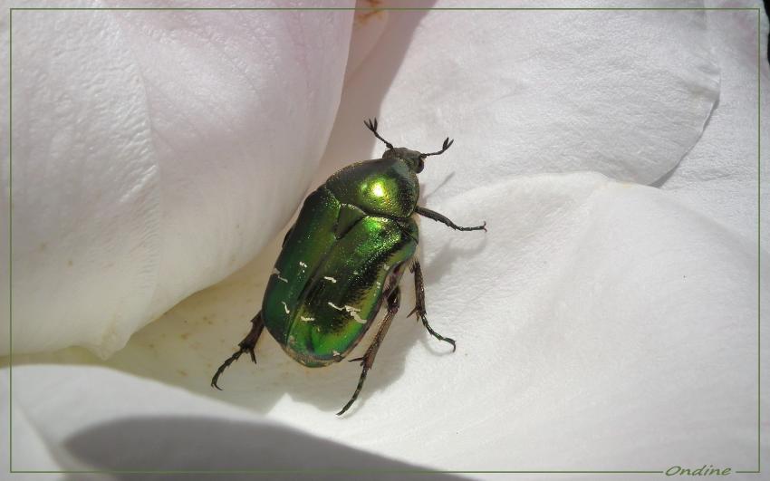 Cétoine dorée dans son lit de rose blanche