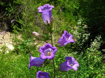 Campanules 