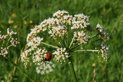Résultat de recherche: En longeant la Leyre