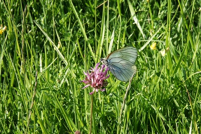 Œuvre de Le Menet: En longeant la Leyre