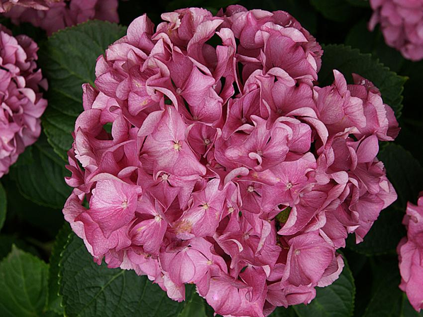 Le jardin de ma Mére