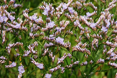 Résultat de recherche: Jardin marin