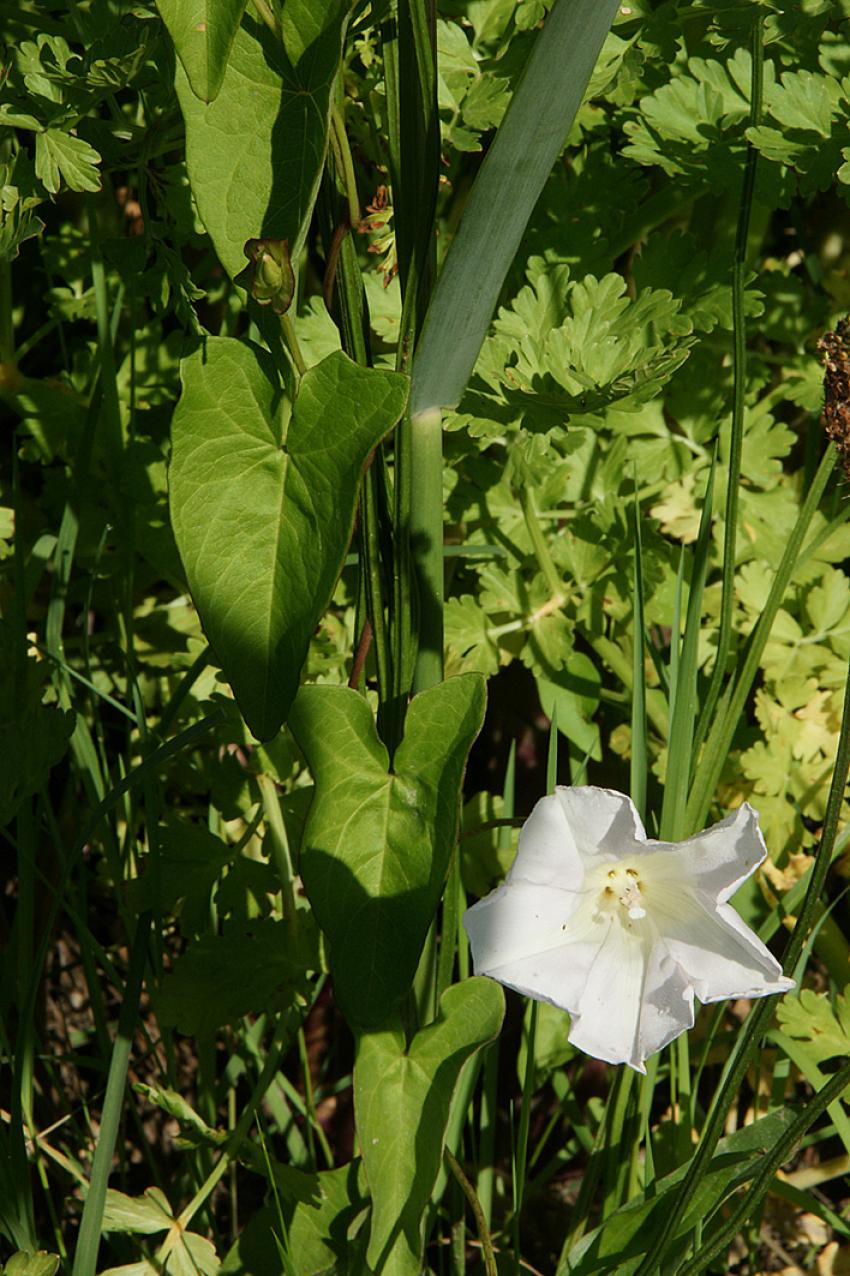 En longeant la Leyre