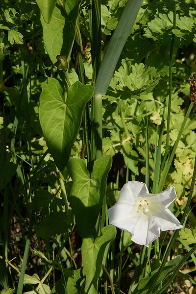 Œuvre de Le Menet: En longeant la Leyre
