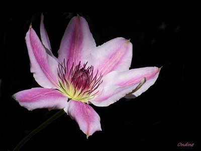 Œuvre de Ondine: Ma clématite rose.