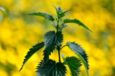 Œuvre de rami68: C'est le printemps