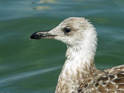 Œuvre de Le Menet: Mouette