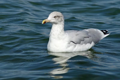 Œuvre de Le Menet: Le Goéland