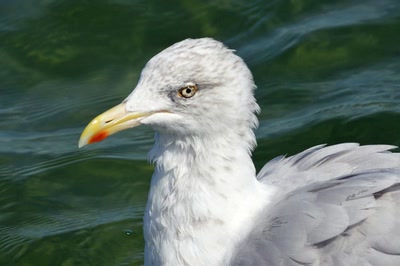 Œuvre de Le Menet: Goéland