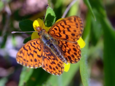 Œuvre de tetedelinotte: papillon 