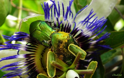 Œuvre de Ondine: Moment d'intimité