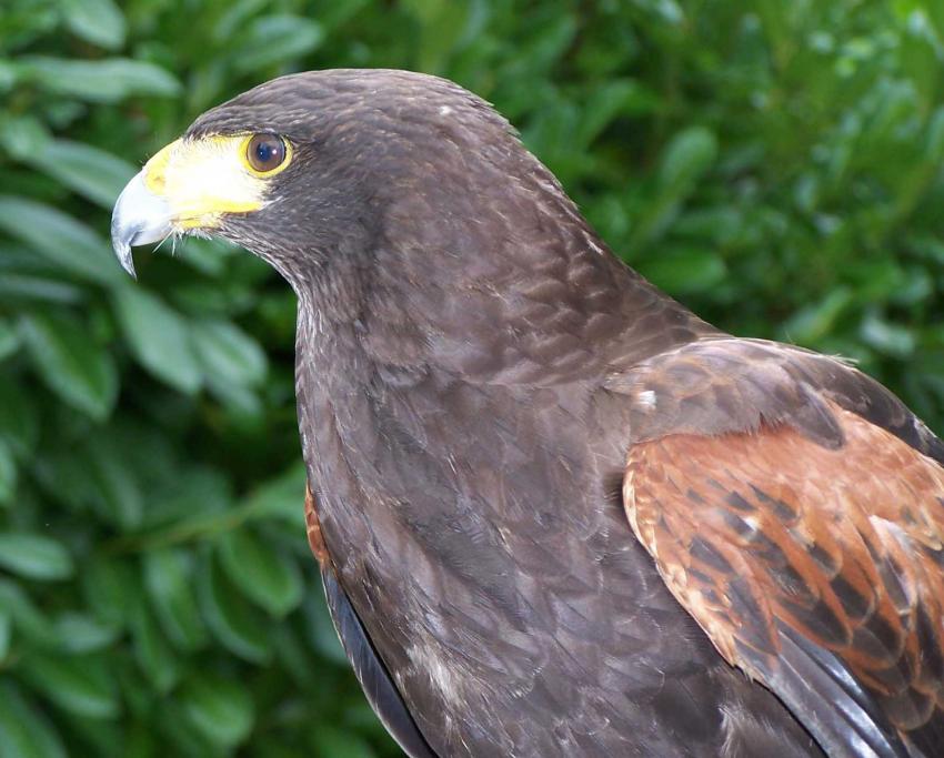 l'oeil du prédateur