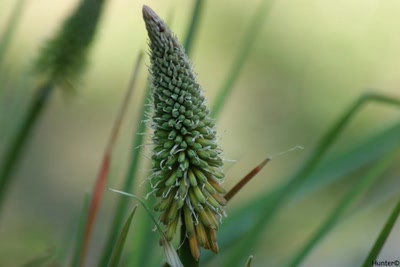 Œuvre de hunter: Fleur