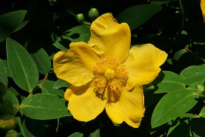 Résultat de recherche: Fleur du jardin