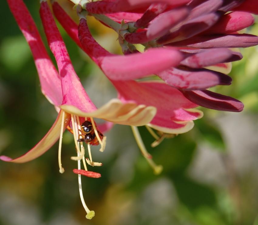 araignée sur chèvrefeuille