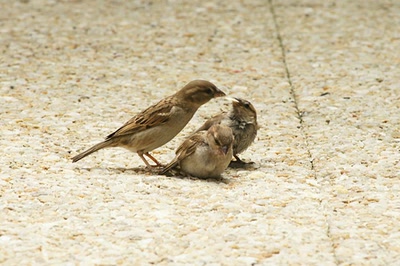 Œuvre de Le Menet: Moineaux