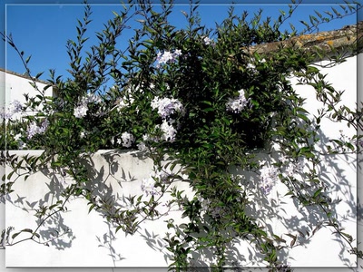 Œuvre de biotrans: Ile de Ré