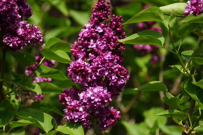 Œuvre de hunter: Lilas