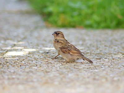 Œuvre de Le Menet: Moineaux