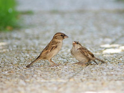 Œuvre de Le Menet: Moineaux