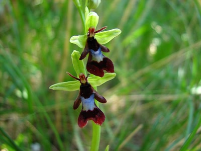 Résultat de recherche: l'ophrys mouche