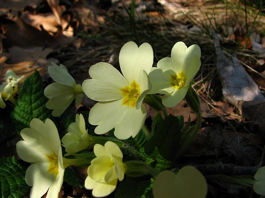 primevères ; collection 2011