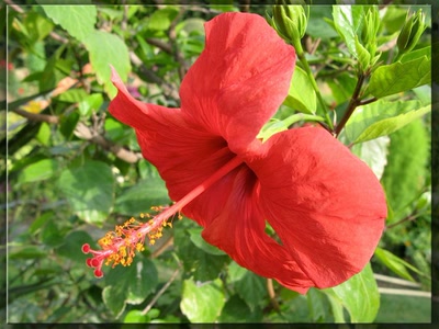 Œuvre de biotrans: Hibiscus