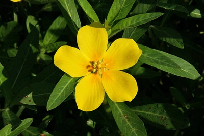 Œuvre de Le Menet: La Jussie