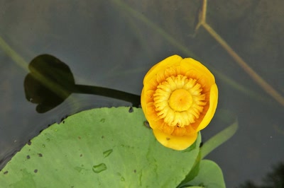 Résultat de recherche: Nénuphar