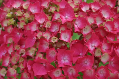 Œuvre de boubou: fleur de printemps