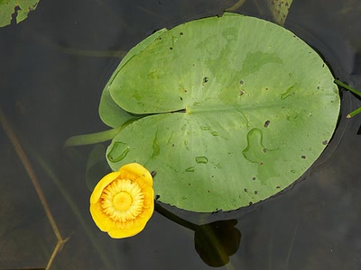 Résultat de recherche: Nénuphar