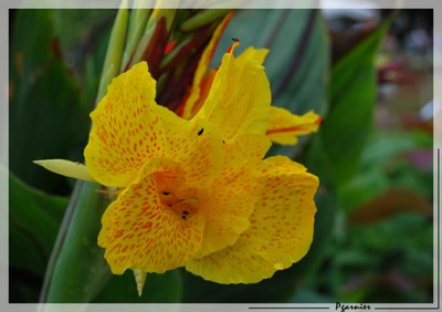 Œuvre de Pgarnier: Fleurs de printemps.