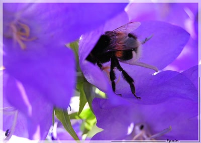 Œuvre de Pgarnier: Le bourdon butineur.