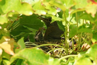 Œuvre de Le Menet: Merles