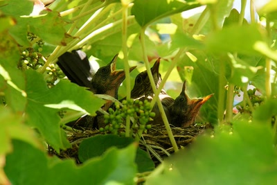 Œuvre de Le Menet: Merles