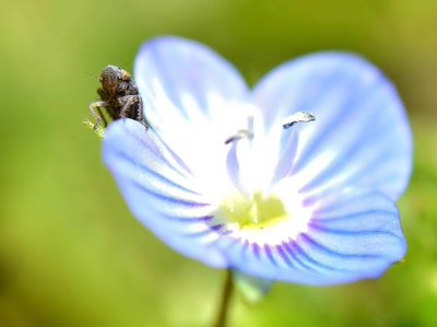 Œuvre de tetedelinotte: Petit monstre : une cicadelle ?