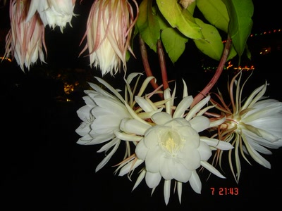 Résultat de recherche: Belles de nuit