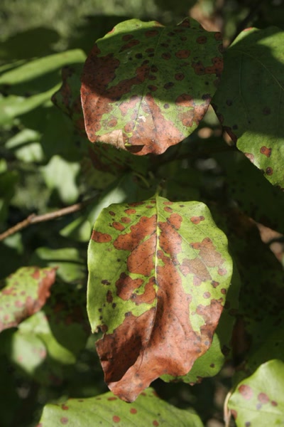 Œuvre de elisabeth34: jardin