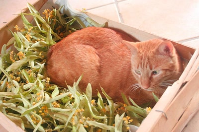 Œuvre de elisabeth34: Tilleul et chat