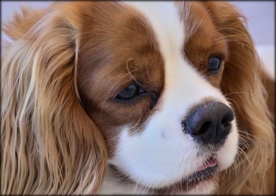 Œuvre de tetedelinotte: FRIPOUILLE