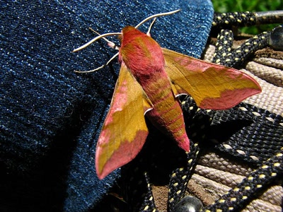 Résultat de recherche: Sphynx de la vigne 