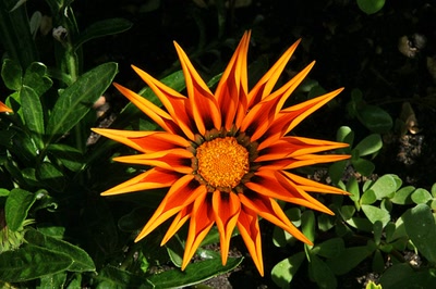 Œuvre de Le Menet: Gazania