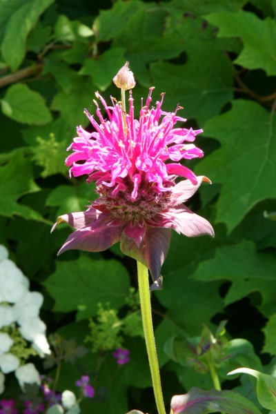 Œuvre de Le Menet: Monarde