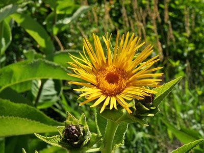Résultat de recherche: Inula