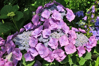 Œuvre de Le Menet: Hortensia