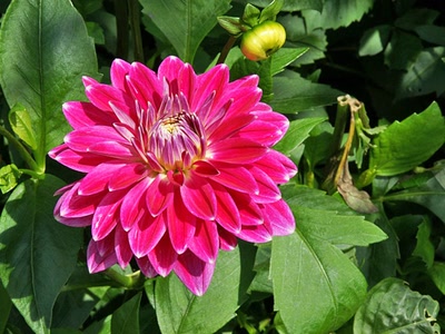 Œuvre de Le Menet: Dalhia